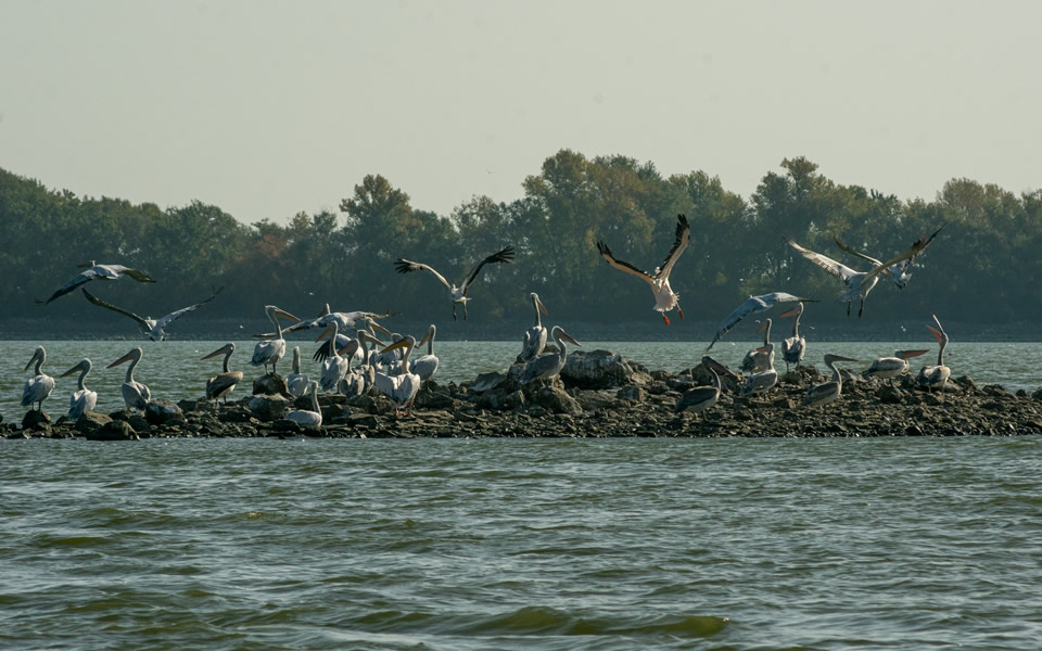 Kerkini lake